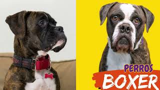 Perros Boxer. Boxer dog. Características origen y  Como cuidar a tu perro boxer. 🐾😎🐕‍🦺😍