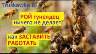 #Пчёлы. Зачем роевым пчёлам обязательно нужно ставить открытый расплод. А то не работают лодыри.