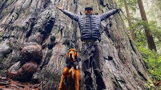 The Redwoods Of Northern California