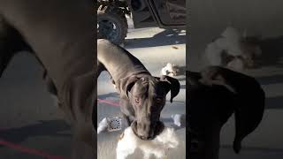 King the labradane Destroys his bed!! #dog #greatdanetv #greatdane #canecorso #dobie #puppy