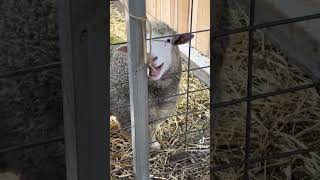 Little Woolly funniest voice of any lamb EVER! #sheepfarm #funny #funnysheep #trynottolaugh