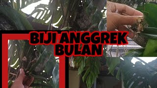 BAKAL BIJI ANGGREK