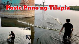 Dito sa Poste Nakatira ang Maraming Tilapia