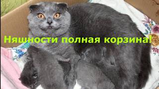 #Мирка и котята -1)) Няшности полная корзина)))