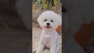 Time flies when you have fun! #shorts #youtube #youtubeshorts #shortsvideo #short #dog #puppy #cute