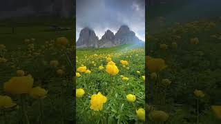 The Beauty of Yellow Flowers #NatureLovers #YellowBlossoms #naturebeauty #flowerbeauty #nature