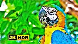 Colourful Birds in 4K - Planet Earth 4k | Beautiful Birds Sounds Nature Relaxation 4K UHD 60 FPS