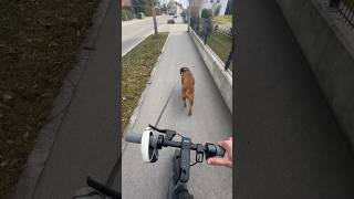 Wer kennt die Gefahren ⚠️‼️‼️ Gassi mit E-scooter / Schreibe deine Antwort als Kommentar ✍️