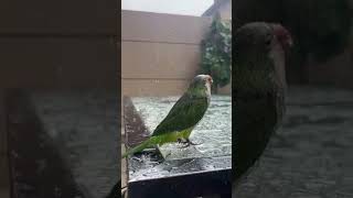 Relax parrot Indian ringneck parrot talking #parrot #funnypets #talkingparrot  #funny #cutepets