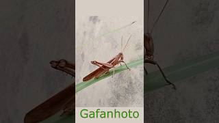 Gafanhoto #gafanhoto #insetos #insects #natureza #biodiversidade #bichos