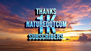 Thanks to all My 1000 Subscribers/1K Subscribers reached Today/NATUREDOTCOM