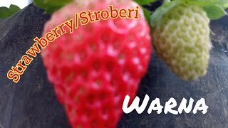 Bunga dan buah stroberi 🍓❤️(@bambangwicaksonobamby281 )#strawberry #stroberi #pertanian