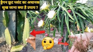 क्यों आपके ड्रैगन फ्रूट के प्लांट्स अचानक सूख जाते हैं|Nemadote Problem in Dragon Fruit Plants🤔