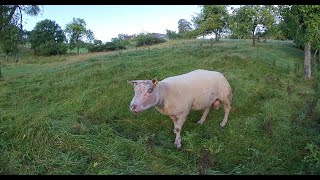 VR180 3D SHEEP