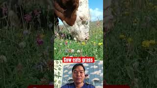 Cow eats grass