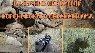 Наземные обитатели Воронежского Океанариума | Terrestrial animals in Vornezh Aquarium