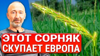 ЭТО РАСТЕНИЕ чистит почки, печень и кожу! Укрепляет легкие и кости! Древние рецепты лечебного отвара