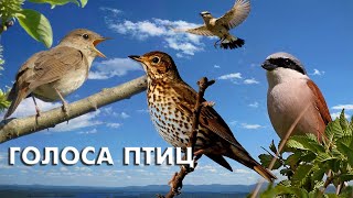 Весенние голоса тридцати певчих птиц / Мини-определитель (Птицы России) #ГолосаПтиц