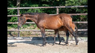 Qan Qan DMC: Elvis ter Putte x Clinton - Broodmare 2016 in foal to Leandro VG