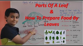 parts of a leaf & how to prepare food by the leaves