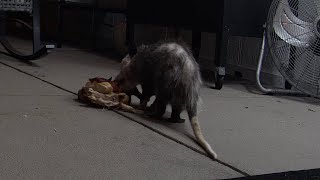 Possums Steal Rotisserie Chicken