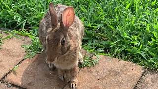 Morning Feeding of Our Backyard Rabbit (He's a brave one!)