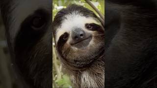 The Comical Sloth! #all #animals #cute #funnyvideo #funny