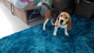 Новый ковер для бигля Бублика || New carpet to Beagle Bagel