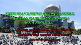 KEHIDUPAN BURUNG MERPATI SEKITAR KAWASAN MASJID NEGERI SABAH KOTA KINABALU