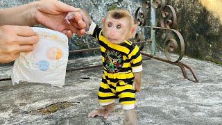 Baby monkey Tina finished pooping and ran to find her mother to change her diaper.