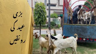 Bakra Eid 2022 | Qurbani 2022 | Eid Ul Adha 2022 | Pakistani Vlogs