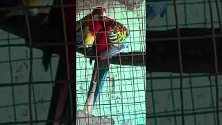 Daulat Shohrat kya karni hai tere pyar ka Sahara Kafi hai#rosellaparrot #birds #vlog #video