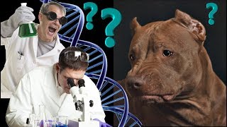 O PIT BULL foi criado em LABORATÓRIO? | Dogs etc