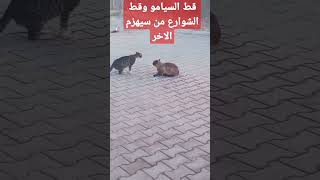 من زيهزم الاخر قط سيامو أو قط الشوارع