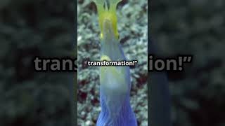 Ribbon Eel| Beautiful sea creature #facts #animals #ytshorts #shorts #trending #beautiful #sea