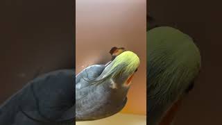 #shorts #parrots #viralvideos #parrots #shorts #viral #amazing #shorts (4)