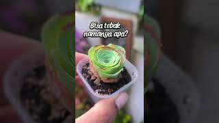 Ketika Paksu lihat koleksi istrinya bertambah #men Priska channel #cactussucculents #succulentcare