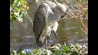 GREAT BLUE HERON AUBURN LAKE 2069 SUN. APR. 21, 2024 7132 7142