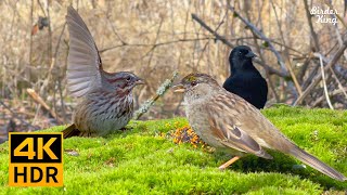 Cat TV Relax Your Cat 🐱 8 Hours 🐦 Birds and Rabbits in the Woods 🐰 Frog and Cricket Sounds(4K HDR)