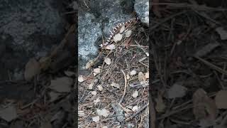 yosemite national park mountain king snake 🐍