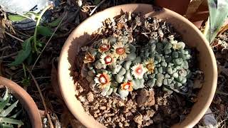 Aloinopsis schooneesii in bloom Succulent 🌈😀