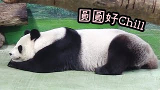 圓圓趴在地上好放鬆，圓圓媽咪好漂亮|熊貓貓熊The Giant Panda Yuan Yuan and Yuan Bao|台北市立動物園