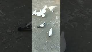 Beautiful Pigeons Desi Kabootar Muzaffarnagar white Kabootar Punjabi mzn kabootar desi