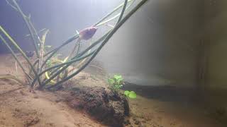 waterlily in aquarium