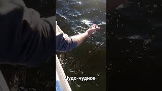 Чудское озеро2024 #fishing #рыбалка