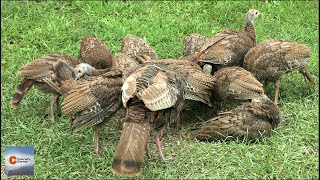 Flock of Baby Wild Turkeys