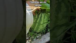 Por Que se abrio asi mi Sandia? problemas en mi jardin.