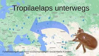 Die Tropilaelaps Milbe