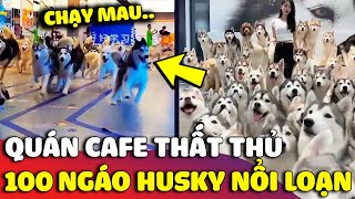 Quán CAFE quên đóng cửa khiến 100 chú ngáo Husky trốn thoát 'NÁO LOẠN' TT thương mại | Gâu Đần