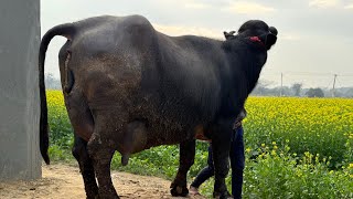 भैंस का तबेला 🥛🥛Beautiful Murrah Buffaloes at A Dairy Farm in Hisar🌳🌳